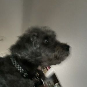 Meet your Posher, Brooke